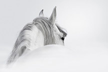 obraz white horse biely kôň